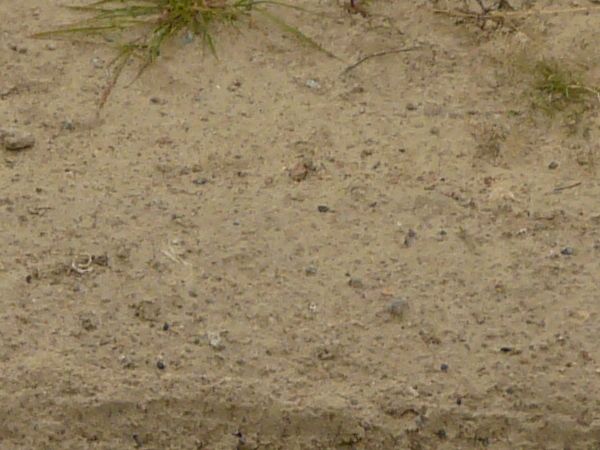 Road texture of loose, beige sand with tire marks and small tufts of green grass.